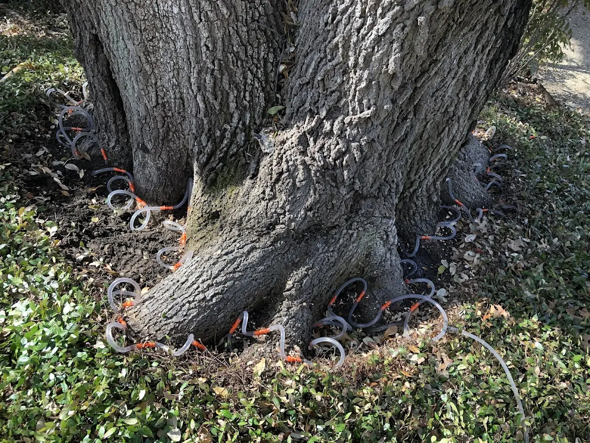 Detailed Shrub and Hedge Trimming job site in Hargill