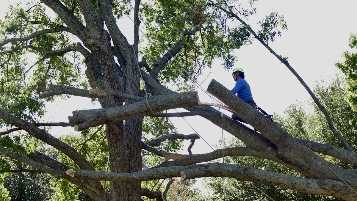 Professional Crown Thinning performed by certified arborists in Hargill